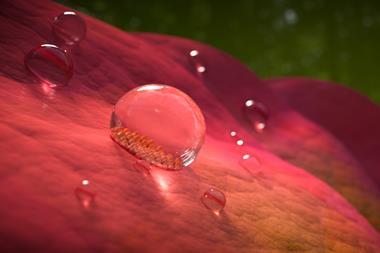 An image showing droplets on a rose petal; the fine surface structure of one of the droplets can be seen