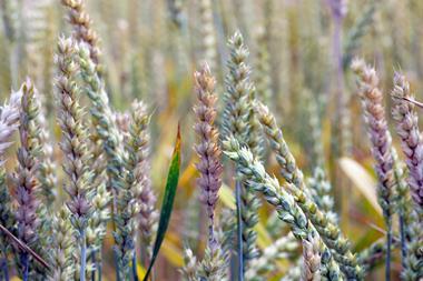Diseased ears of wheat