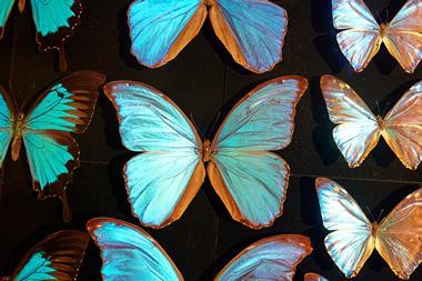 An image showing iridescent butterflies, on loan from Lifescaped