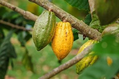Cocoa pods