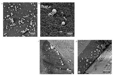 SEM images of Ga- and Pd/Ga-decorated porous glass