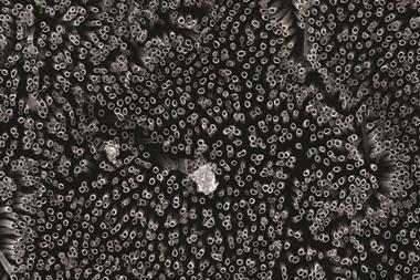 Fluorinated nanotubes