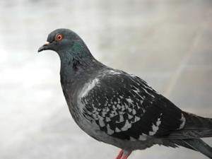 pigeons used to monitor lead pollution in citiesiStock3131946300tb