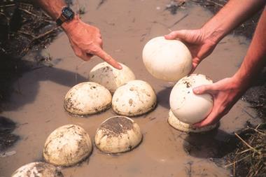 ostrich eggs i stock 102953447 large