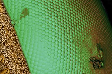 A close up image of a fly's eye reveals a pattern of raised hexagons next to a hairy surface.