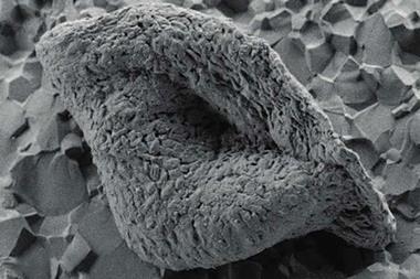 A lenticular microfossil