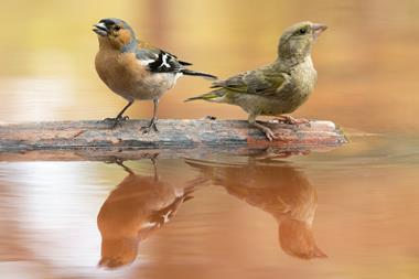 Chaffinches