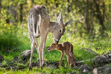 Picture of a white-tailed deer (Odocoileus virginianus) sniffing behind fawn's ears