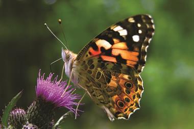 Painted lady butterfly (Vanessa Cardui)