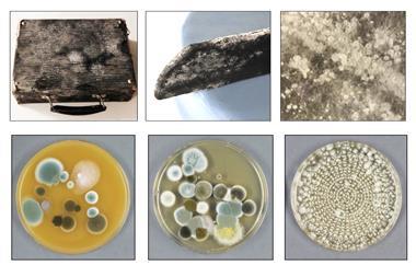 Artefacts and samples