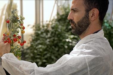 Fede Ariel examining a tomato plant
