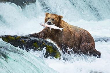 Grizzly bear with caught salmon in mouth - Index