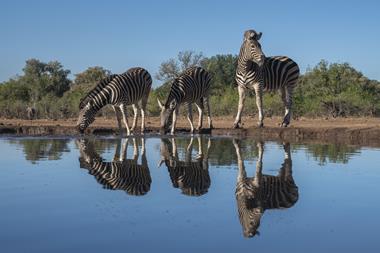 Three zebras by the water