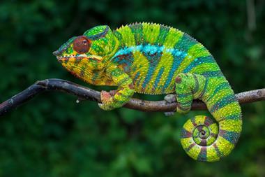 A picture of a chameleon