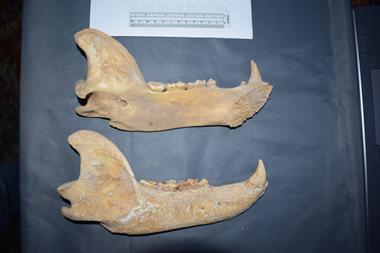 Brown bear mandible