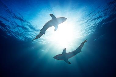 Great white sharks by watersurface view from bottom 