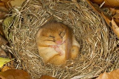 Hibernating doormouse