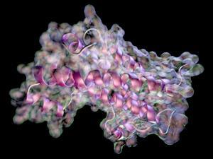 Human growth hormone protein structure diagram