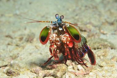 Peacock mantis shrimp, Odontodactylus scyllarus