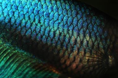Close-up of iridescent fish scales