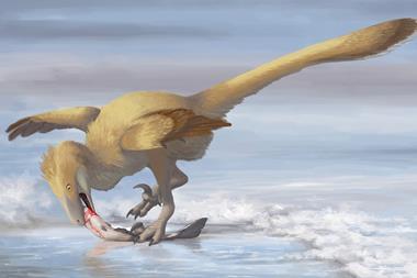 A feathered dinosaur eating a fish