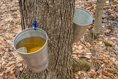 A bucket collecting maple syrup tapped from the tree