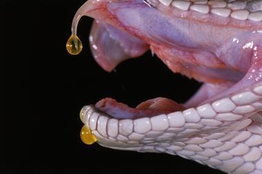 Snake venom