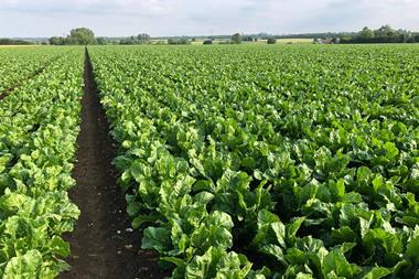Sugar beet field