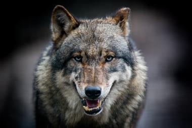 An image showing a wolf