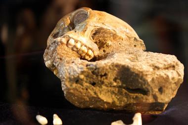 Fossilised skull of  Australopithecus sediba, showing the teeth clearly
