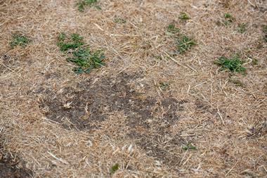 Soil underneath withered grass