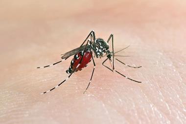 A picture of the Aedes albopictus Mosquito