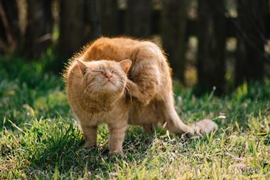 Scratching cat