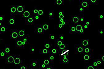 Small green circles with black centres on a black background