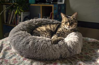 Tabby cat in cat bed