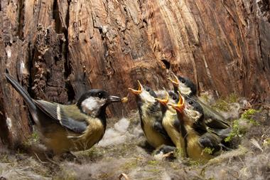 Great tit adult bird feeding four chicks in a nest built inside a tree trunk