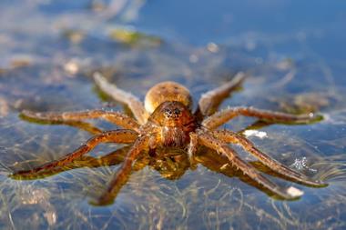 An image showing a diving bell spider