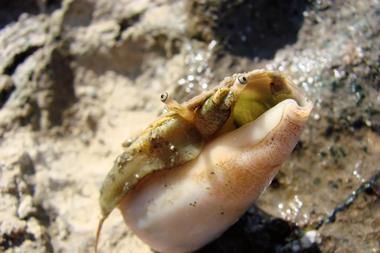 Cone snail, Cyprus