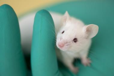 Lab mouse held in gloved hand