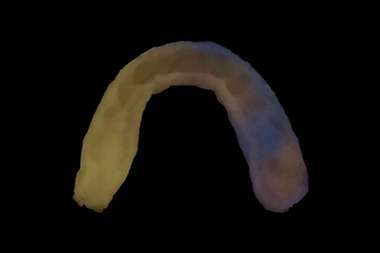 An image showing the fluorescence of a ZnO-PDMS mouthguard