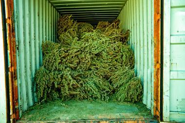 An image showing dried marijuana