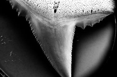 A black and white close up of a sharks tooth with a serrated edge