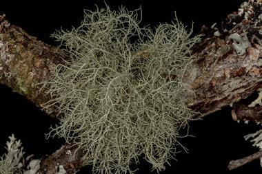 Lichen