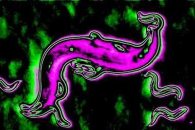 Adult P. pacificus wildtype predating on C. elegans wildtype larvae that are composed of unique surface chemistry as identified using 3D-OrbiSIMS