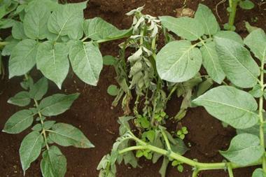 Wilt disease in a potato plant