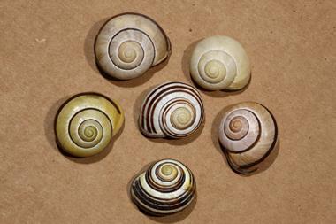 Chiral snail shells