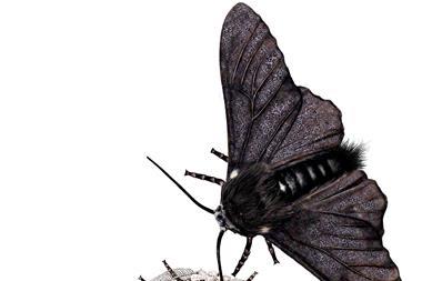 Peppered moth