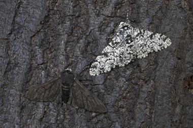 Peppered moth
