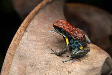 Ecuadorian poison dart frog
