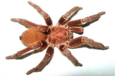 King Baboon spider